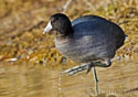 Fulica americana